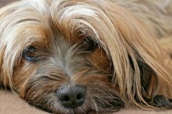 They love to bark, and their bark is deep and loud. This must be remembered and the Tibetan Terr ...