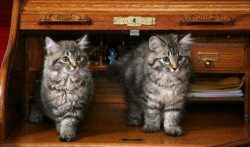 American Bobtails are active, agile, love to move, play, jump, can show the instinct of a hunter.