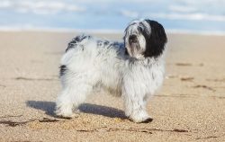 Stanley Coren, the author of The Intelligence of Dogs, says that they memorize a new command aft ...