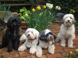 Tibetan Terriers mature slowly, so puppy training can be difficult. 