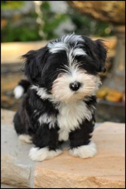 It should be remembered that puppies can only concentrate on the team for a very limited time, t ...