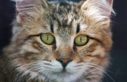 The American Bobtail also has dog habits. Don’t be surprised if your cat runs around with  ...