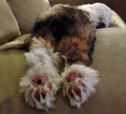 All dogs need socialization in order to become calm, controlled pets. And the Tibetan Terrier is ...