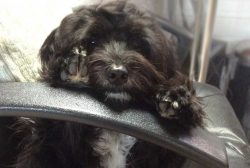 A properly bred Tibetan Terrier has a calm, lively, sweet character. 