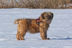 Puppies grow up slowly, it is imperative to show patience and perseverance, accustoming him to t ...