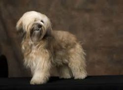 They love to bark, which can be a problem when kept in an apartment. But, they can be quickly we ...