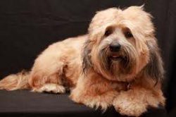If you are looking for a reliable companion who is completely dedicated to you; With a mischievo ...