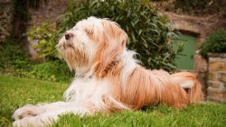 Playfulness, endless love, cheerful character – this is what the Tibetan Terrier is, while ...