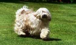 A magnificent dog with a luxurious coat, the Tibetan Terrier needs a lot of grooming to maintain ...