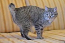 American Bobtails are smart with highly developed intelligence, good-natured, have excellent hea ...