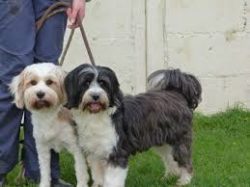 At the age of 10-14 months, the Tibetan Terrier reaches physical maturity when its coat is fully ...