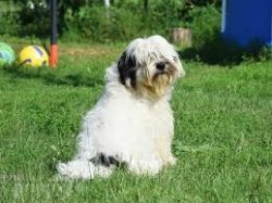 The properties of the coat are such that it picks up all the debris and dirt, so dogs have to be ...
