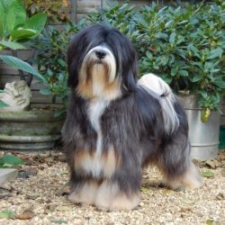 Despite the fact that the Tibetan Terrier needs more care than other breeds, this is compensated ...