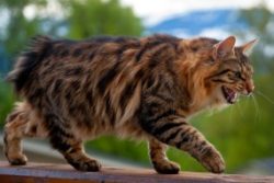 The American Bobtail breed has become a pride, a national treasure for American cat lovers. It i ...