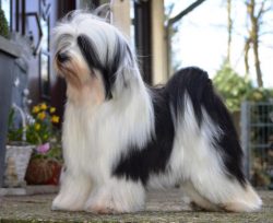 According to the English Kennel Club, the average life expectancy is 12 years. 