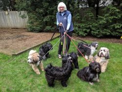 One in five dogs lives 15 years or more, with a record lifespan of 18 years. 