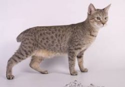 The entire physique of the American Bobtail is characterized by a rectangular athletic shape, an ...