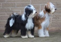 The Tibetan Terrier is a mysterious breed native to the Himalayan mountains. 