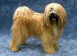 It is believed that Indian shepherds used the breed as guards and protectors, and Tibetan monks  ...