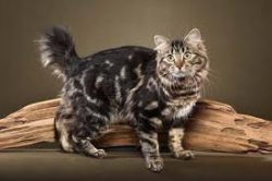 The legs of the American Bobtail proportional to the body are strong, of medium length, ending i ...