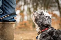 Like any terrier, Tsang Apso can be unpredictable. For example, representatives of this breed of ...