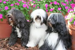One of the main advantages of the Tibetan Terrier is its long luxurious coat. 