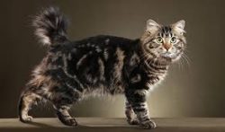 The muzzle of the American Bobtail is rounded, slightly broad with prominent cheeks in graceful  ...