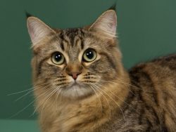 The jaws of the American Bobtail are strong, the chin is wide, powerful, well developed. Muzzle  ...