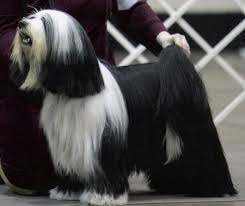 Today, Tibetan Terriers cannot be found on the lists of the most popular breeds, but they are su ...