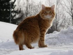 The color of the eyes of the American Bobtail is different, it may correspond to the color or ev ...