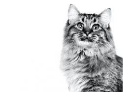 The ears of the American Bobtail are small, set wide apart on the head. Wedge-shaped with extens ...