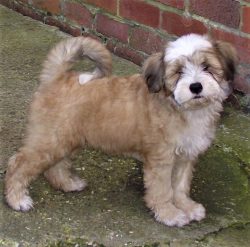 The Tibetan Terrier quickly becomes attached to the family, he strives to participate in all eve ...