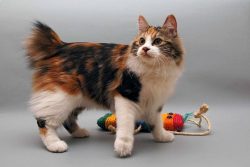 The American Bobtail is long-haired, with a tousled coat of medium length.