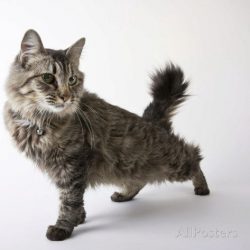 American Bobtail cats have a popular “wild” cat pattern. Among the Yankee bobbies, t ...