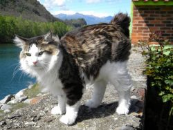 American Bobtails come in a variety of coat colors of all shades from black and red to brown-cho ...