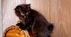 American Bobtail Cats have the distinctive scarab mark on their foreheads, like the letter ̶ ...