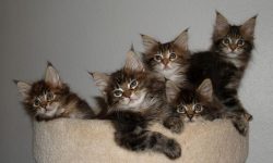 The character of the American Bobtail cats, although it looks like a wild lynx, is distinguished ...