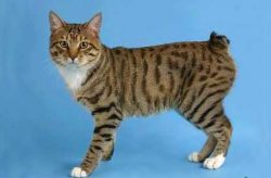When an American Bobtail lives in the house, it is dangerous to have other pets, rodents in the  ...