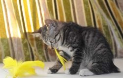 American bobtails are rarely bathed no more than 2-3 times a year, with special shampoos.