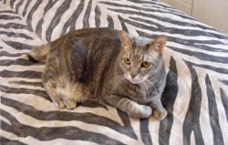 Special care is required for the teeth and gums of the American Bobtail, they are cleaned with s ...