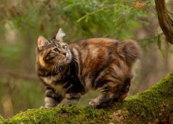 It is advisable to feed the American Bobtail cat with dry and canned super-premium food or holis ...