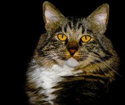 American Bobtail is fed twice: in the morning and in the evening. The daily serving size depends ...