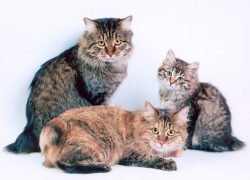 To reduce the risk of diseases of the American Bobtail, owners follow the vaccination schedule i ...