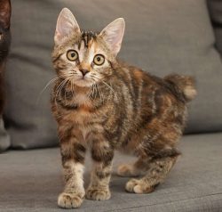 American Bobtails are usually medium-sized cats but come in medium to large sizes, and this bree ...