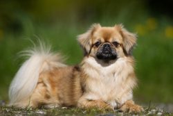The Tibetan Spaniel is a very ancient breed. 