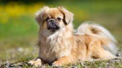 The exact information about the origin of these decorative dogs has not been preserved. 