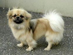 There is a legend that miniature dogs played monastic drums with prayers. 