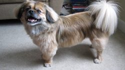 already at the end of the 20th century, these dogs with cute faces became popular all over the w ...