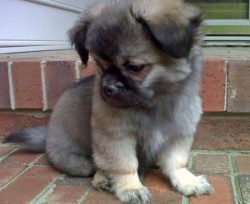 According to some sources, the ancestors of the breed are Shih Tzu and Pekingese. Others say Tib ...