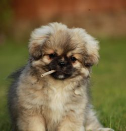 It is also believed that the Tibetan Spaniel and the pug became the progenitors of the Pekingese. 